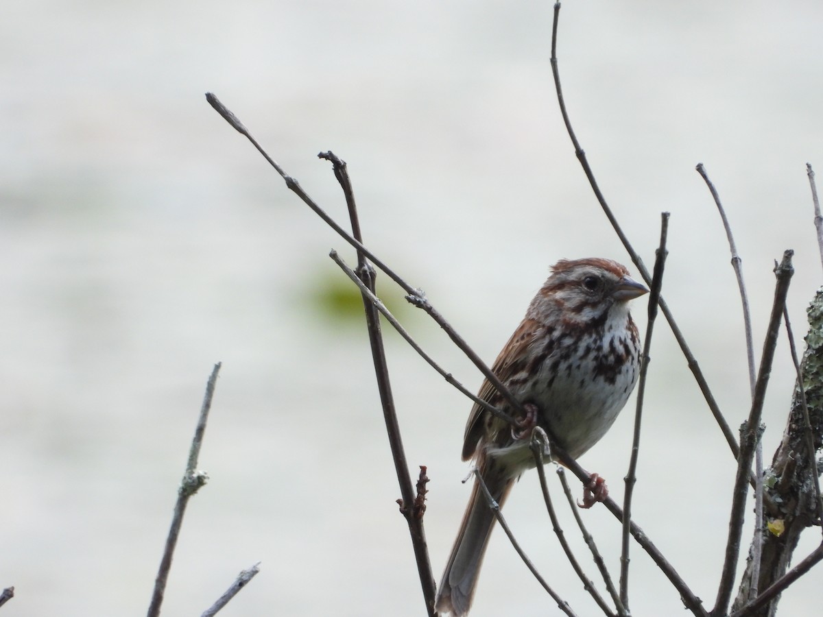 Song Sparrow - ML638254403
