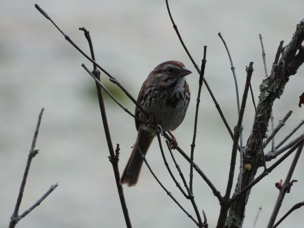 Song Sparrow - ML638254404