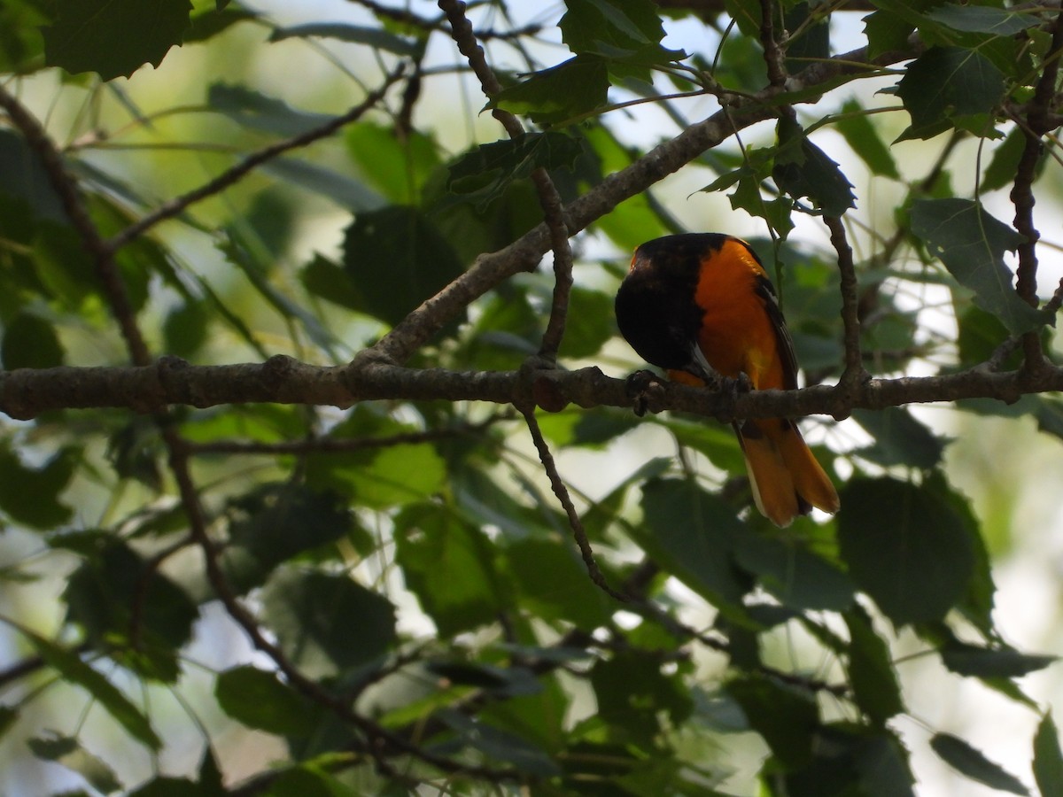 Baltimore Oriole - ML638254411