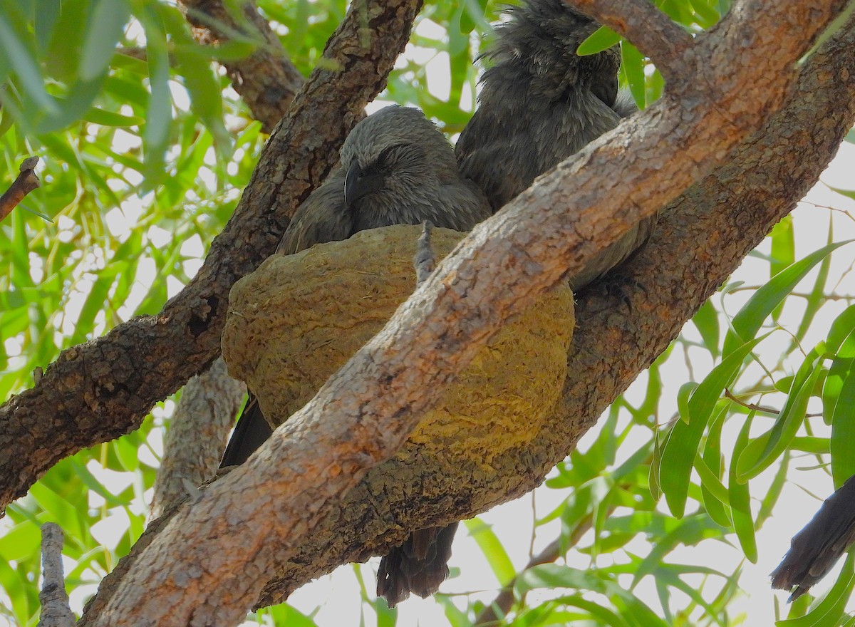 Apostlebird - ML638254414