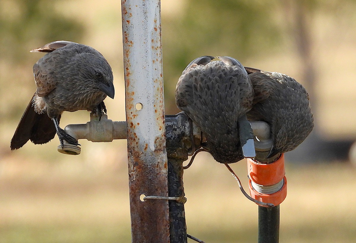 Apostlebird - ML638254415