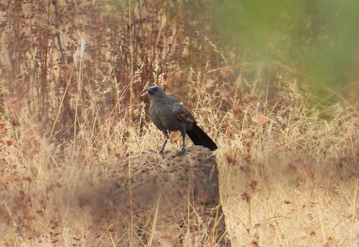 Apostlebird - ML638254417
