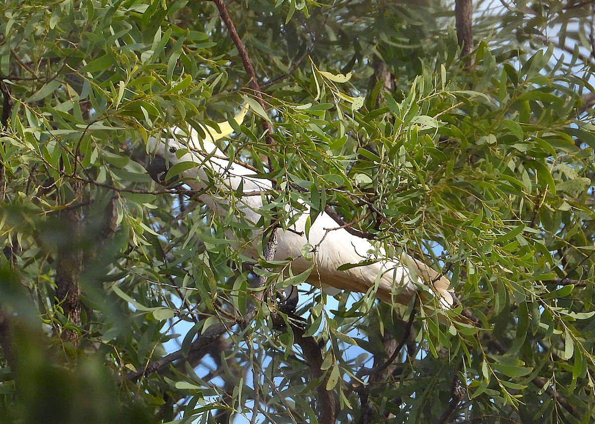 Sulphur-crested Cockatoo - ML638254418