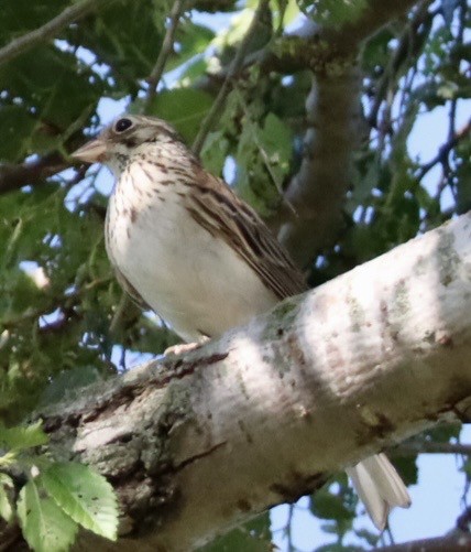 Vesper Sparrow - ML638254422