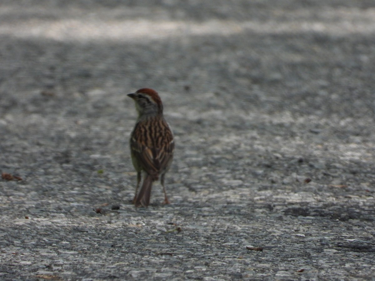 Chipping Sparrow - ML638254423