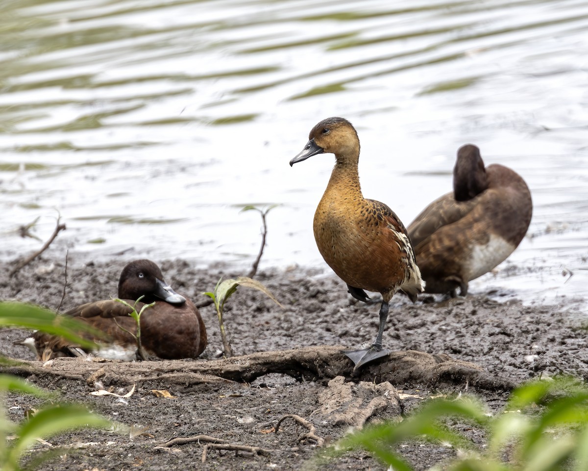 Wandering Whistling-Duck - ML638254428