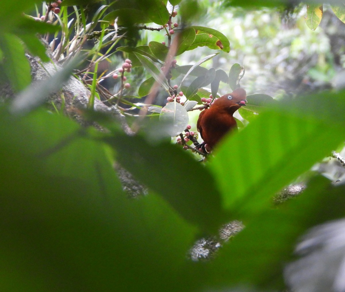 Andean Cock-of-the-rock - ML638254432