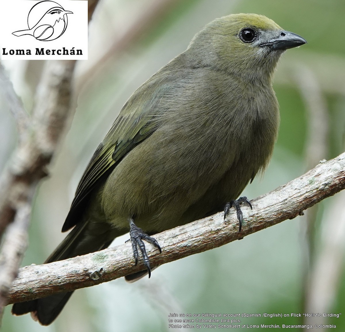 Palm Tanager - ML638254435