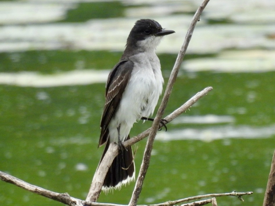 Eastern Kingbird - ML638254436