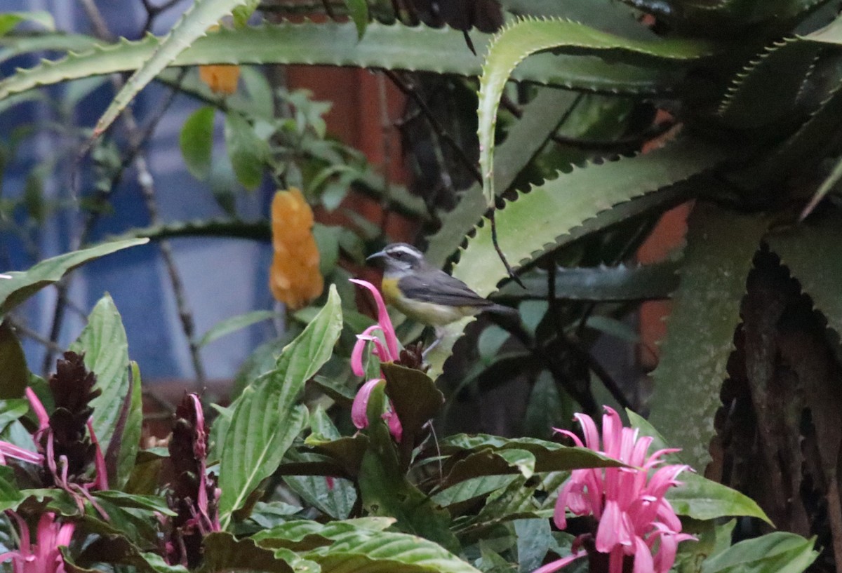 Bananaquit - ML638254440