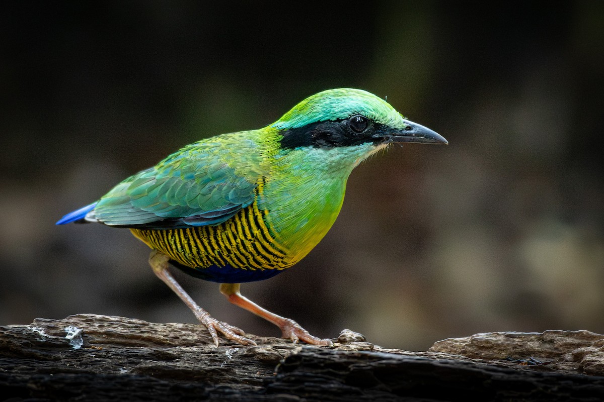 Bar-bellied Pitta - ML638254442