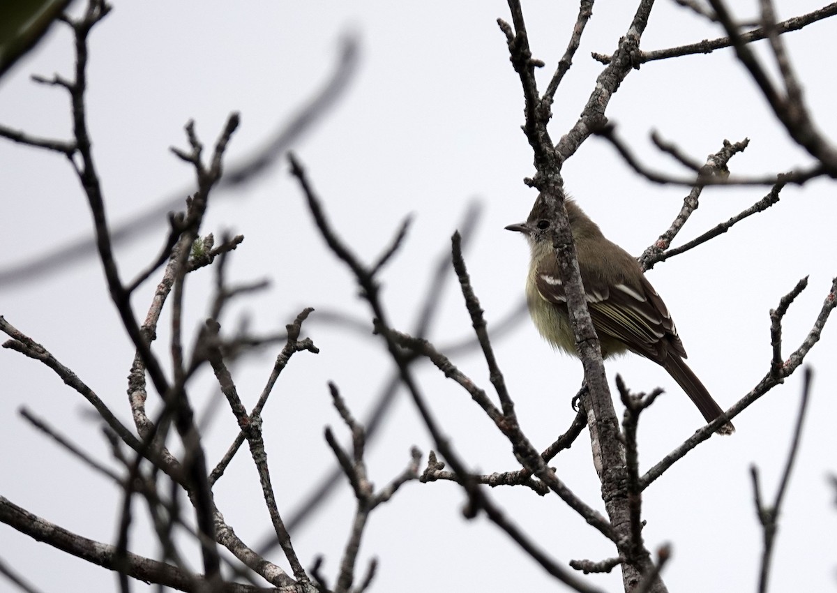 Plain-crested Elaenia - ML638254452