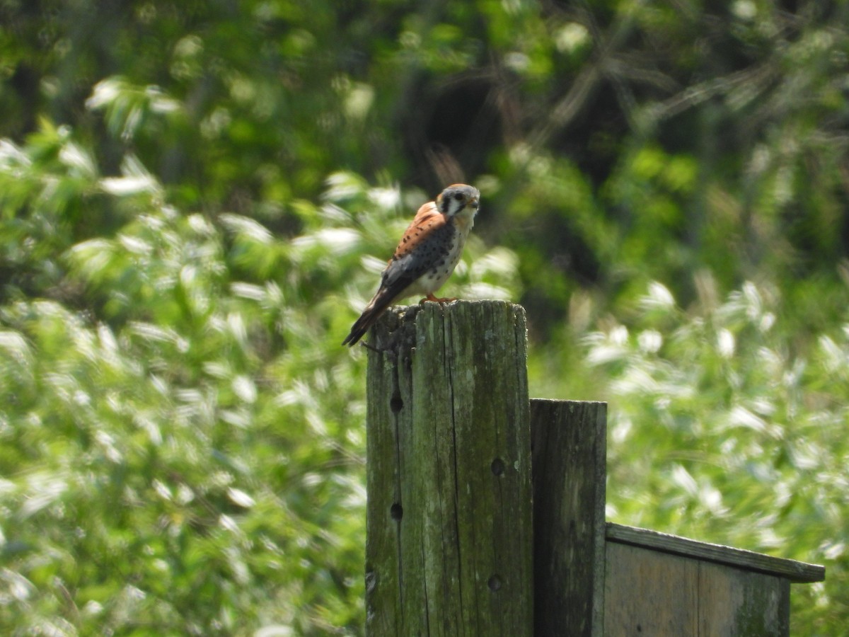 American Kestrel - ML638254465