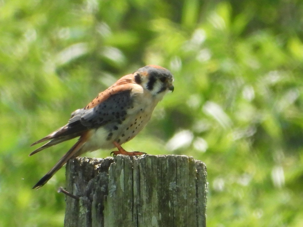 American Kestrel - ML638254466