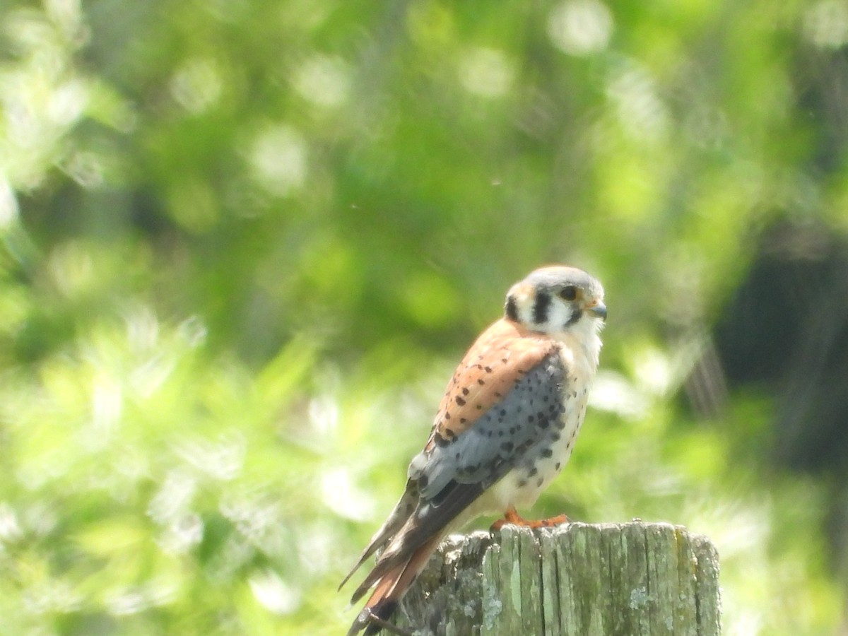 American Kestrel - ML638254468
