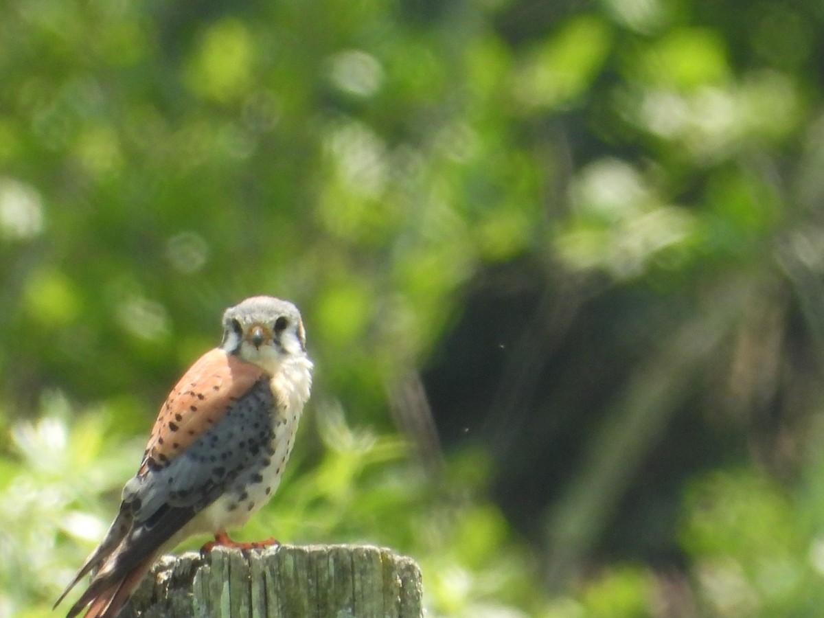 American Kestrel - ML638254472