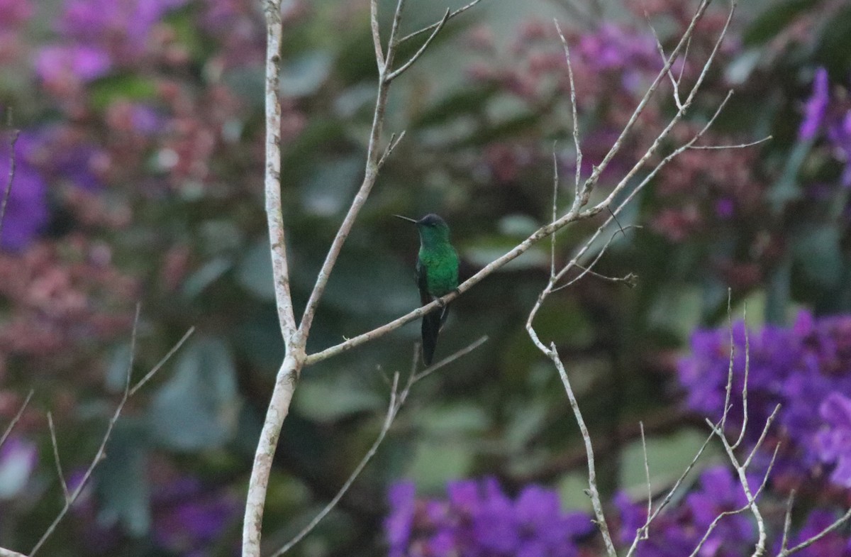 Violet-capped Woodnymph - ML638254478