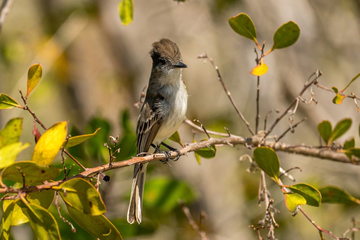 La Sagra's Flycatcher - ML638254480