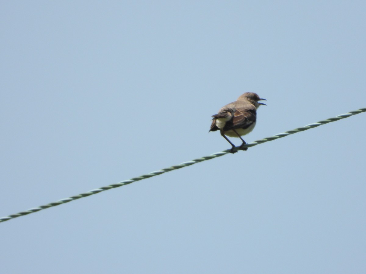 Northern Mockingbird - ML638254481