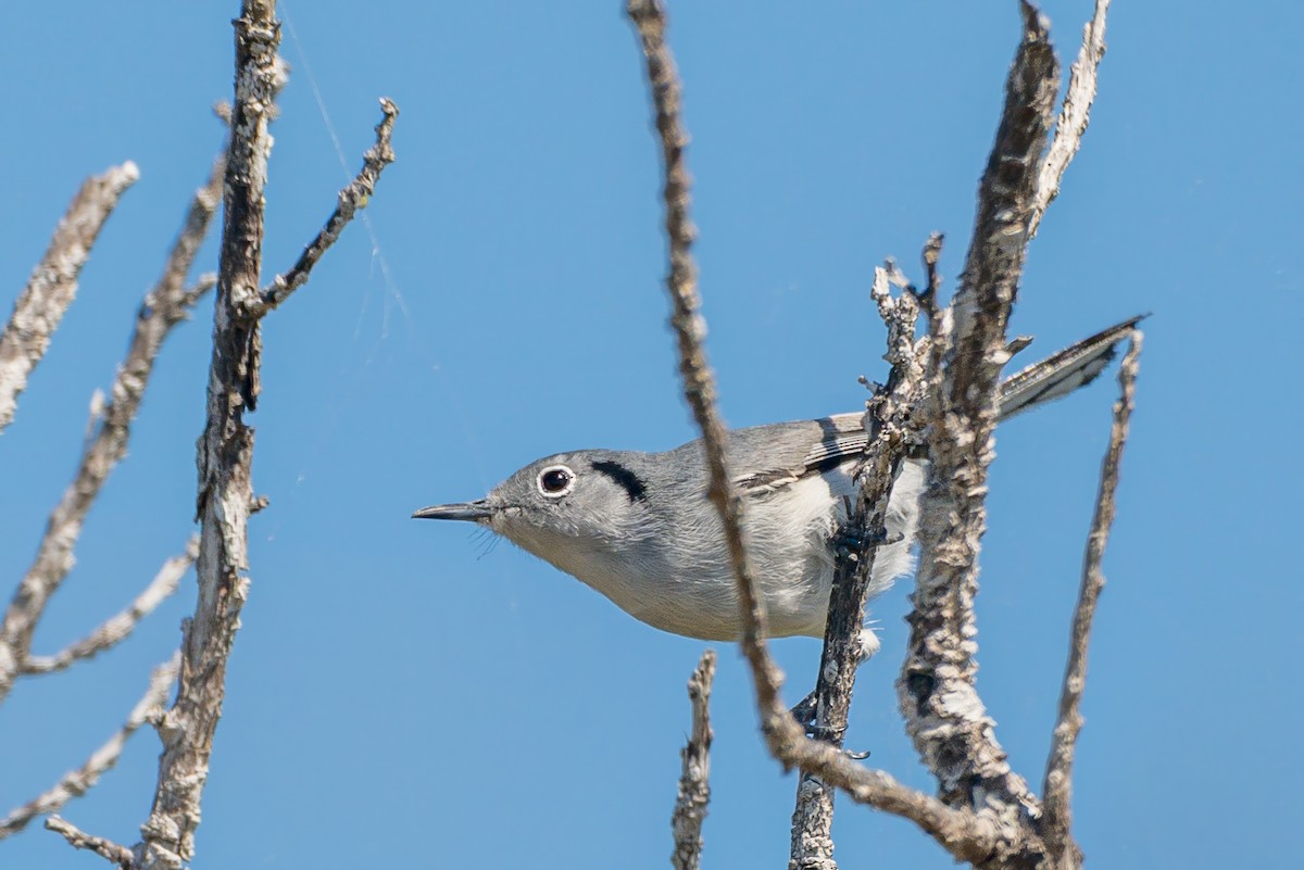 Cuban Gnatcatcher - ML638254483