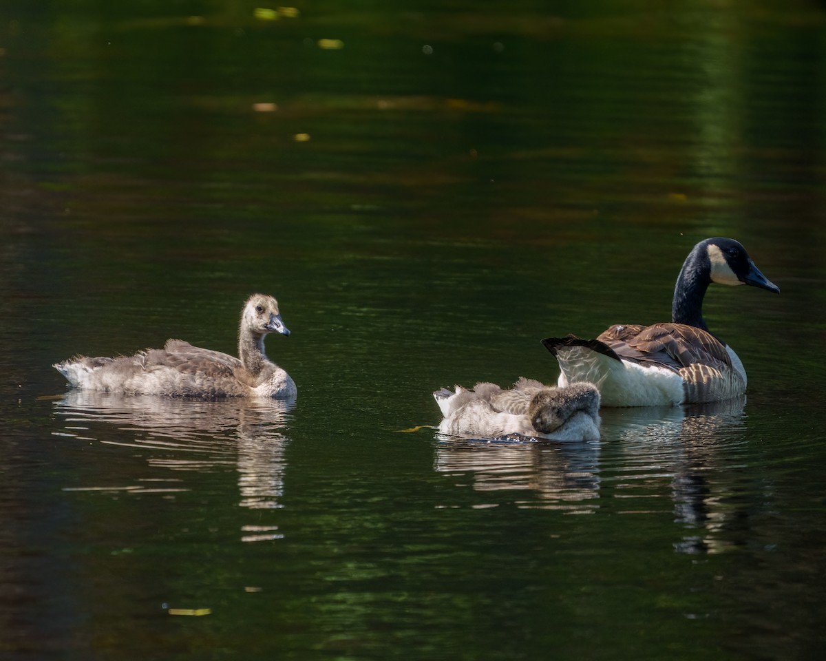 Canada Goose - ML638254485