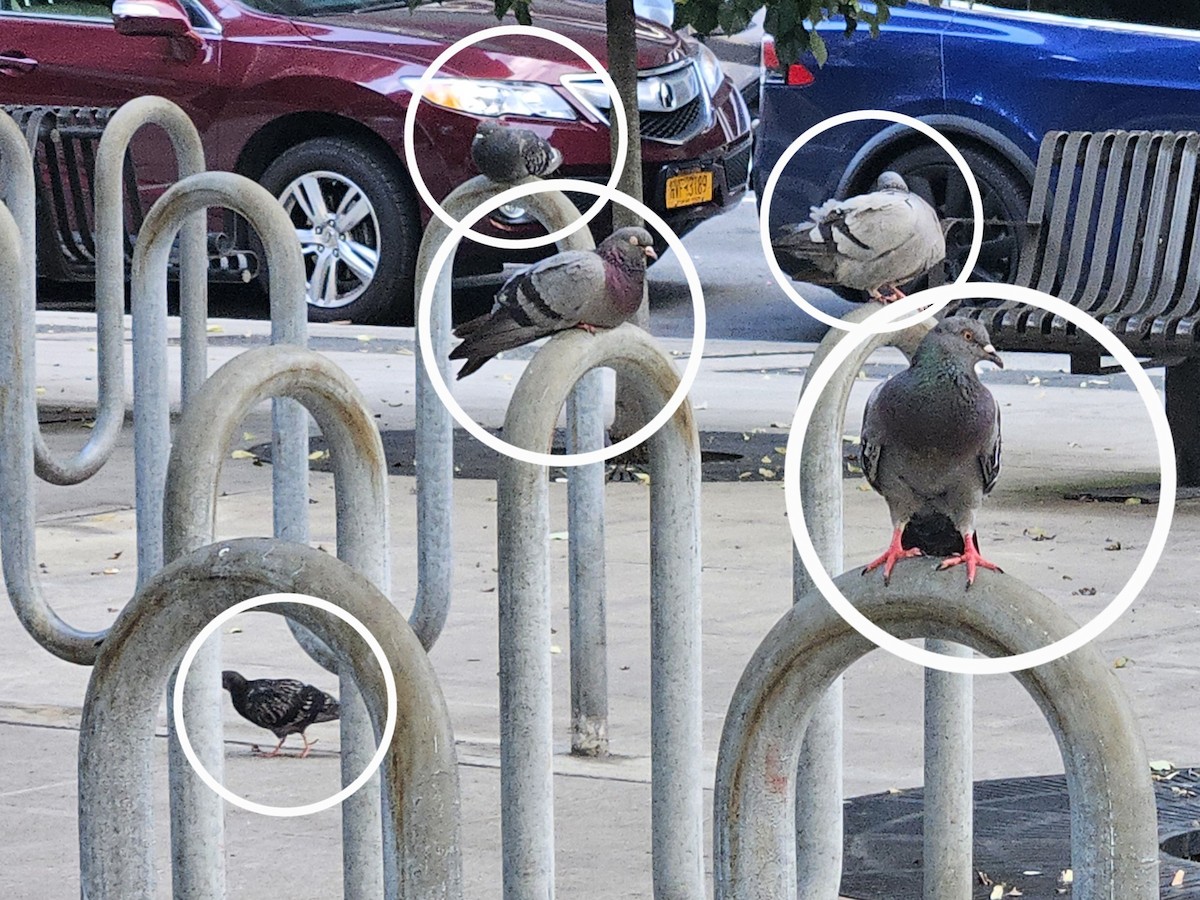Rock Pigeon (Feral Pigeon) - ML638254506