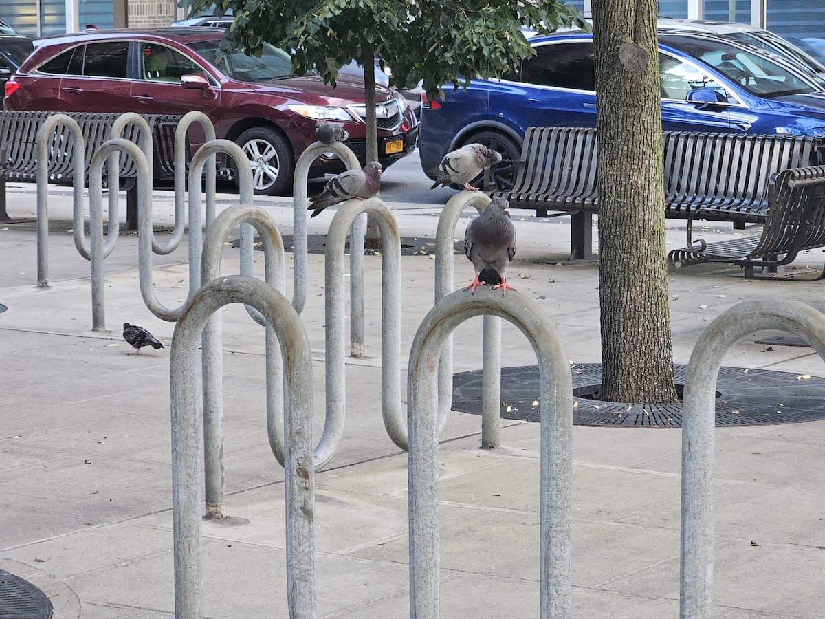 Rock Pigeon (Feral Pigeon) - ML638254507