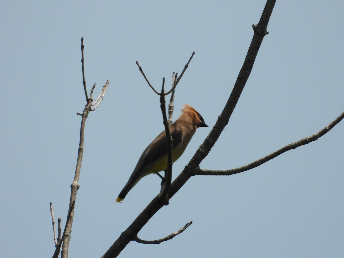 Cedar Waxwing - ML638254514