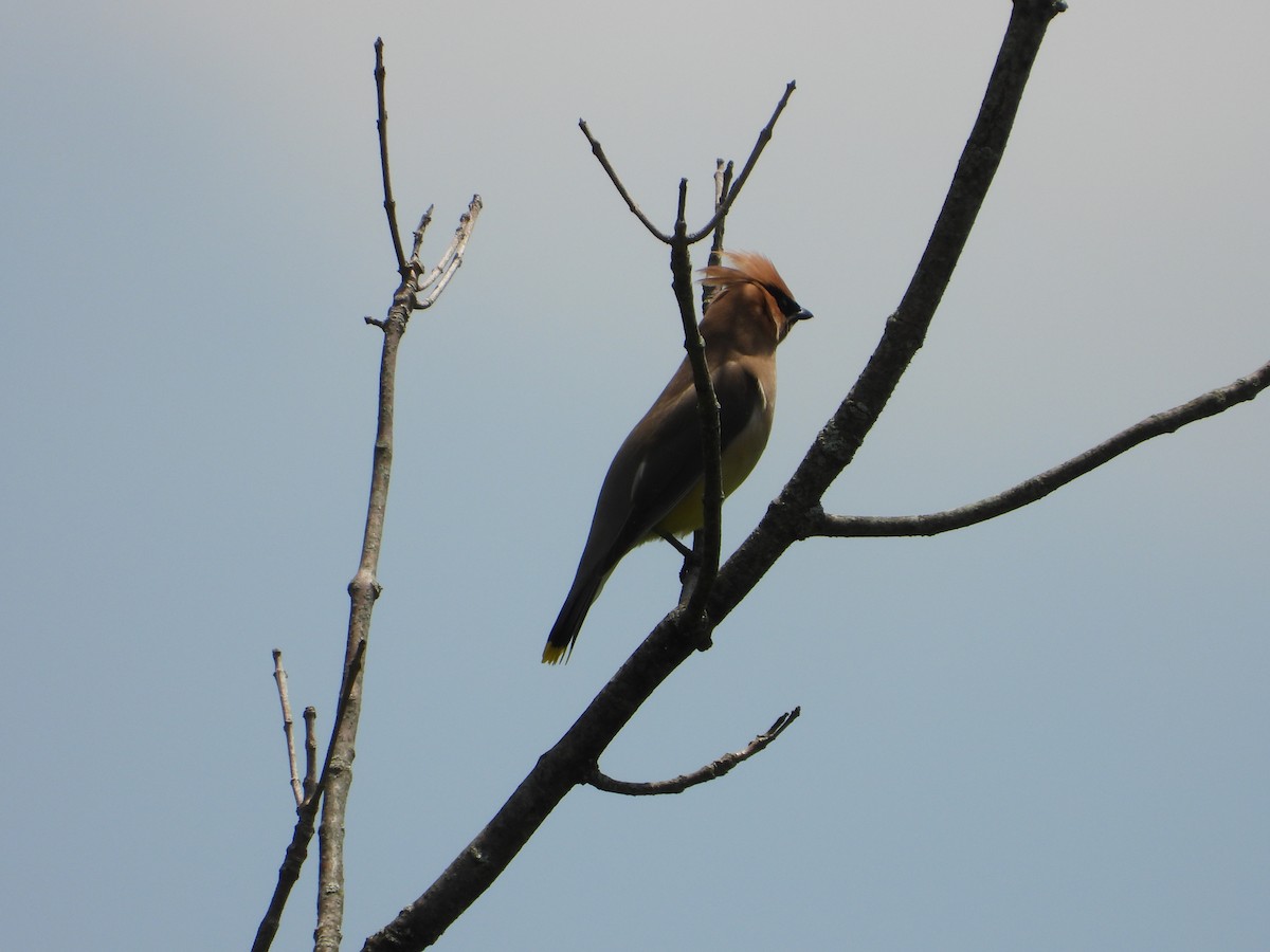 Cedar Waxwing - ML638254515