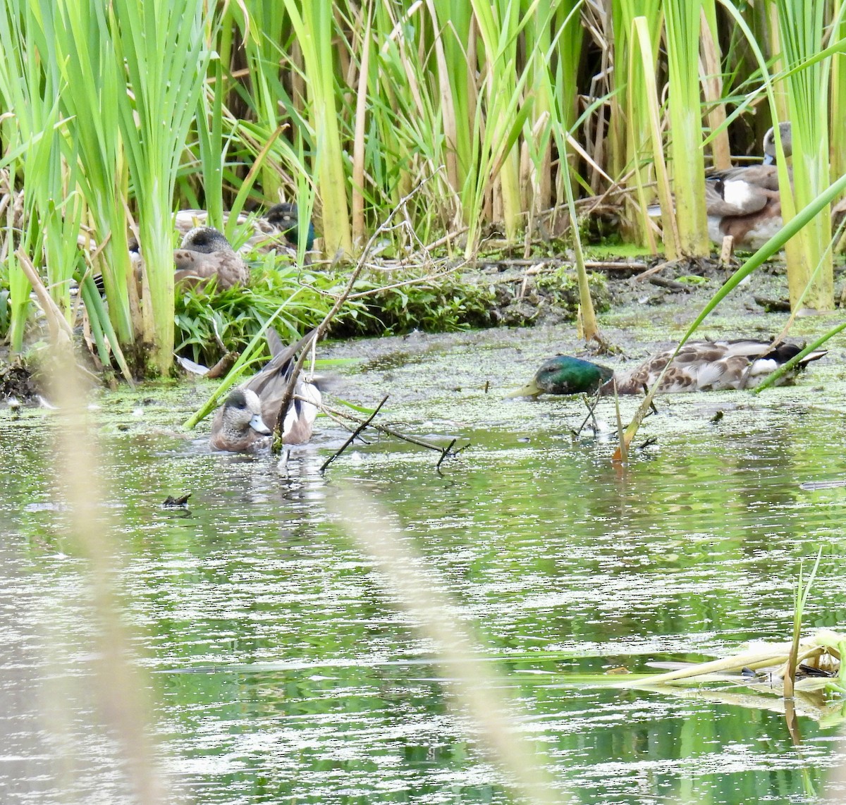 American Wigeon - ML638254516