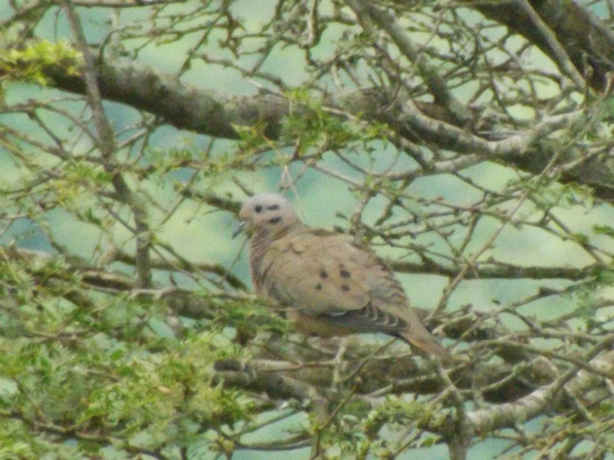 Eared Dove - ML638254523