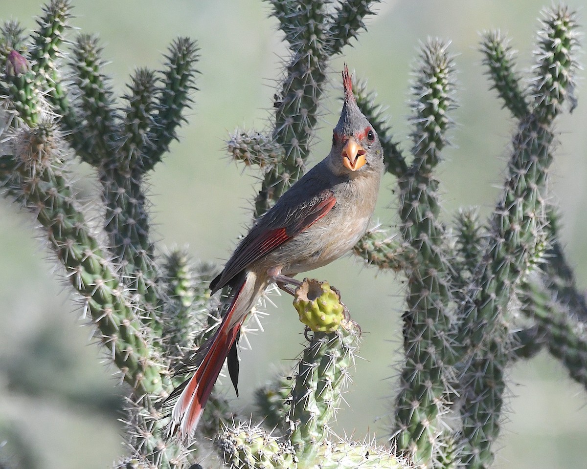 Pyrrhuloxia - ML638254526