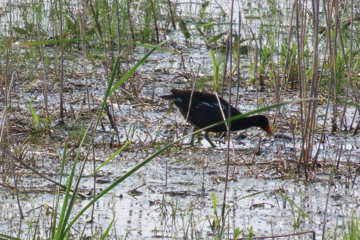 Common Gallinule - ML638254534