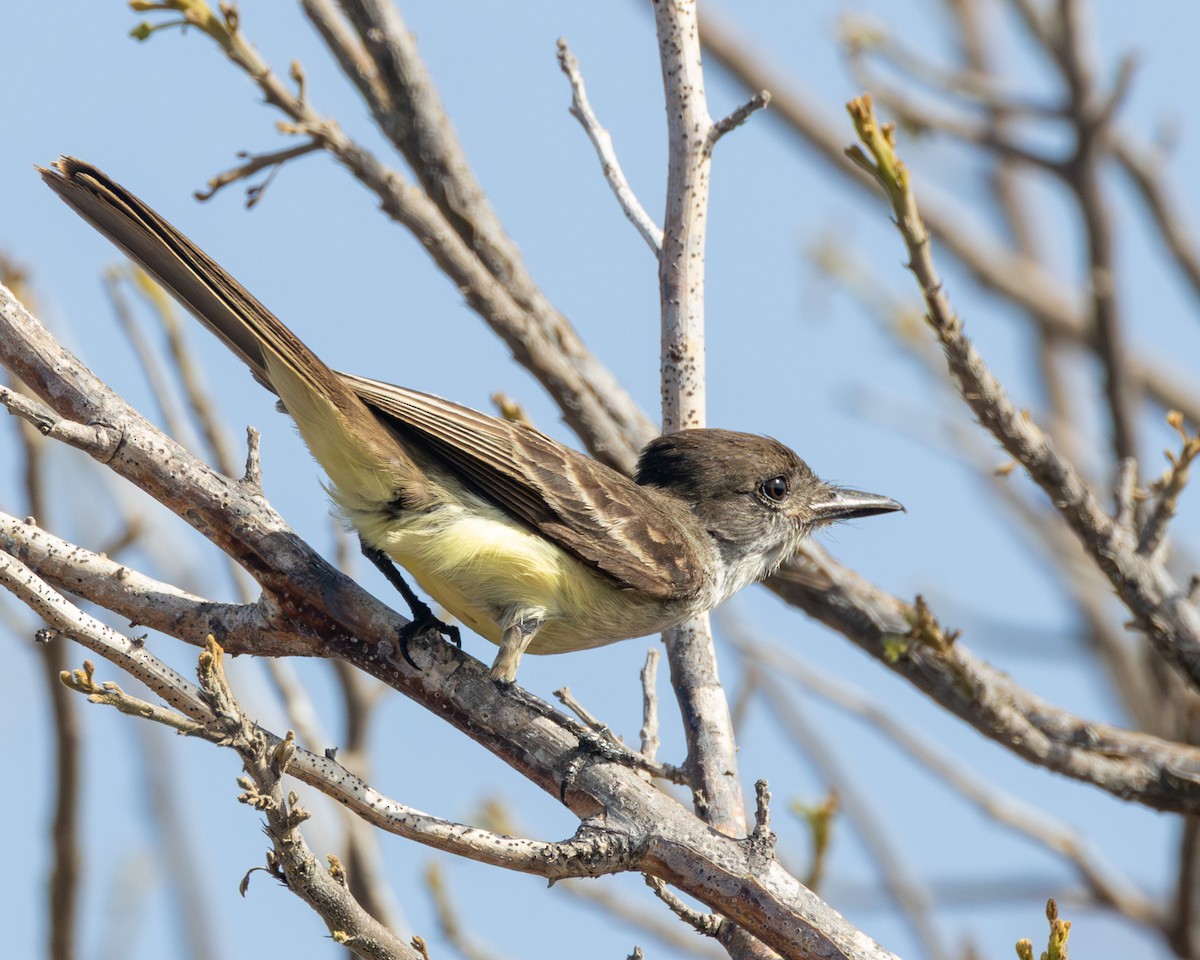 Stolid Flycatcher - ML638254547