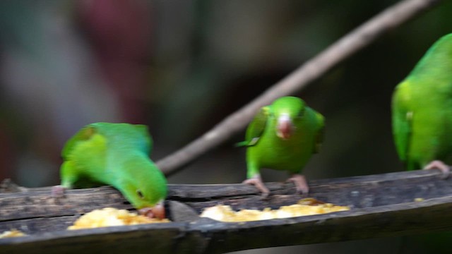 Plain Parakeet - ML638254554