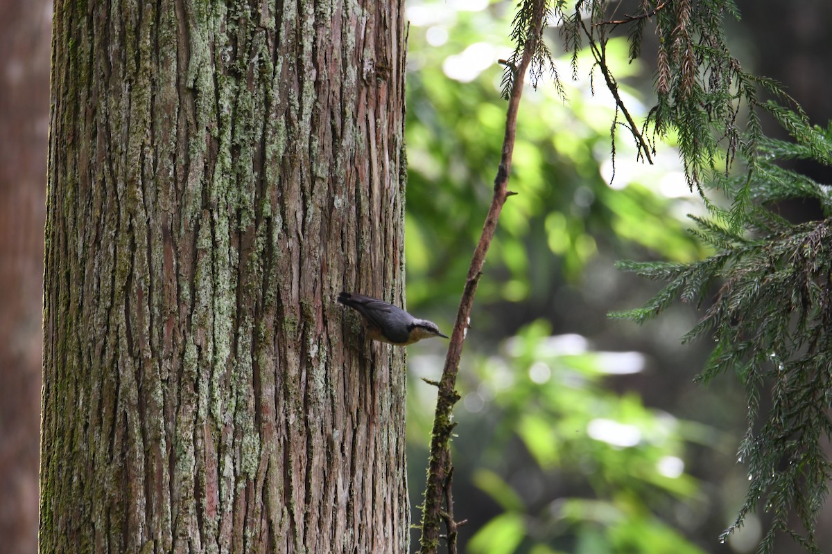 Eurasian Nuthatch - ML638254558