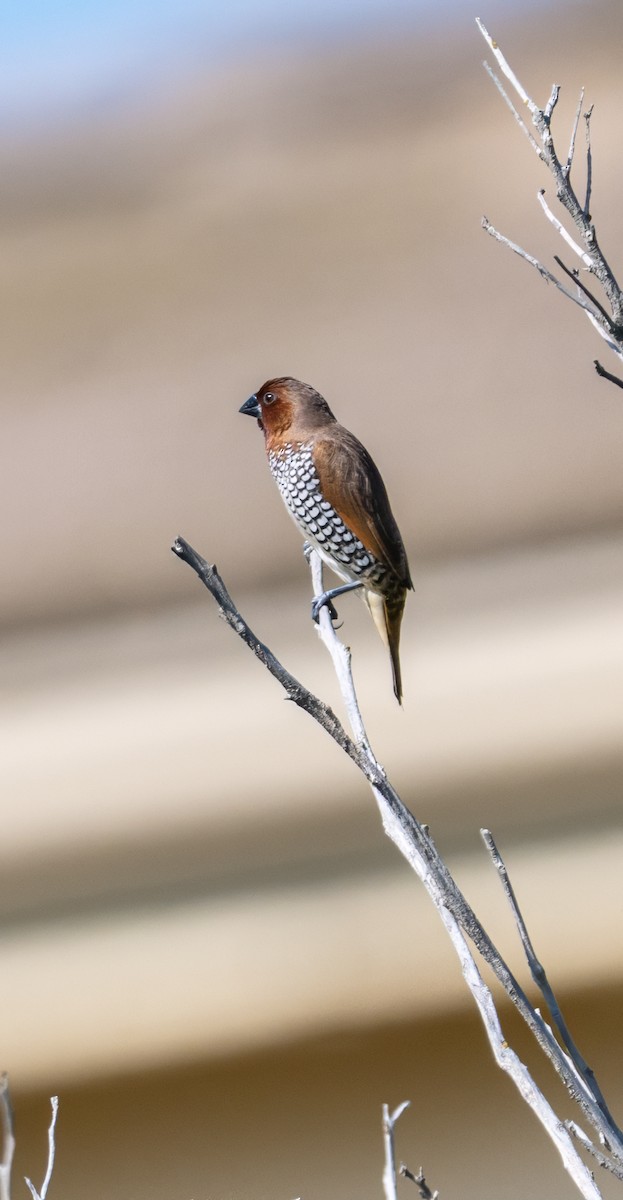 Scaly-breasted Munia - ML638254560