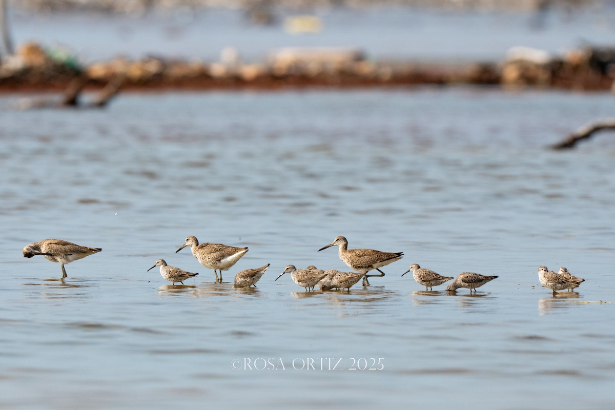 Stilt Sandpiper - ML638254563