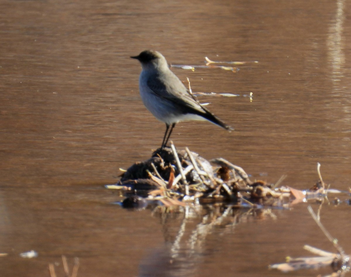 Dark-faced Ground-Tyrant - ML638254565