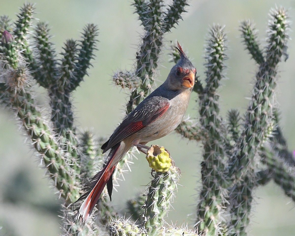 Pyrrhuloxia - ML638254580