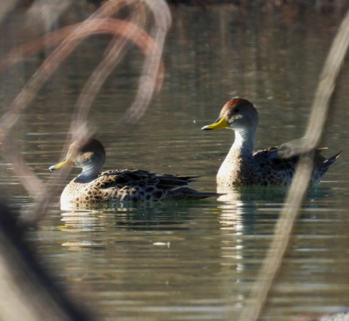 Yellow-billed Pintail - ML638254584