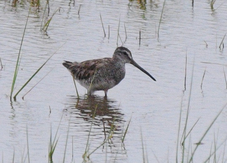 Short-billed Dowitcher - ML638254586