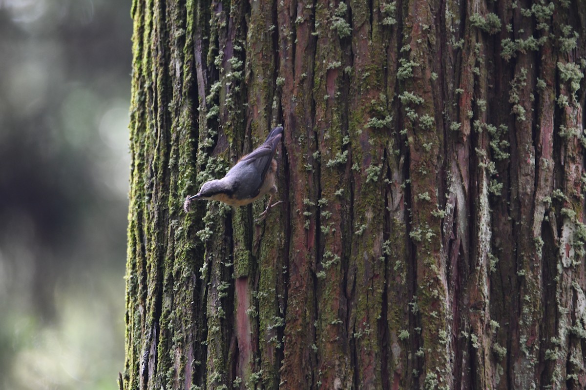 Eurasian Nuthatch - ML638254594