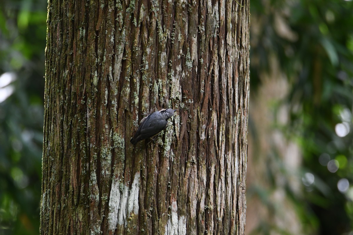 Eurasian Nuthatch - ML638254596