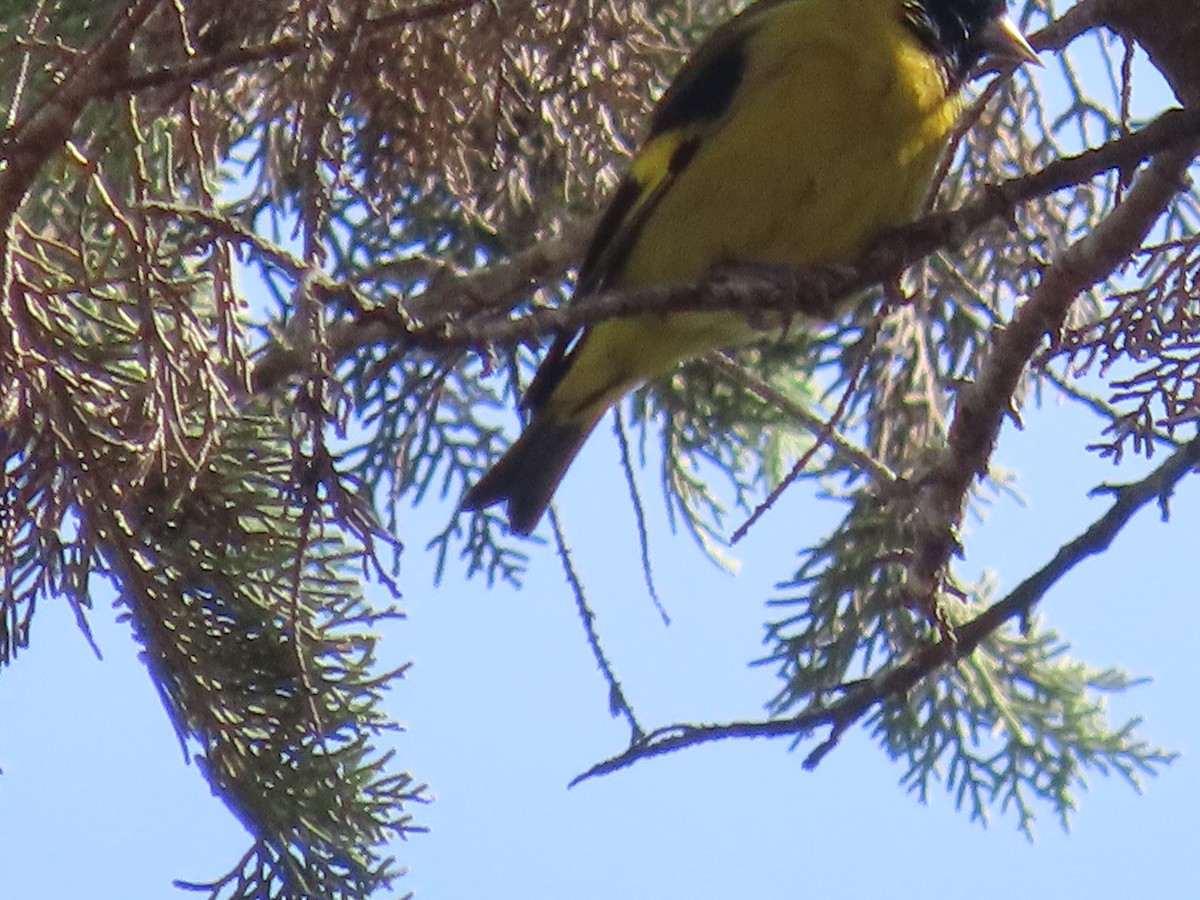 Black-headed Siskin - ML638254598