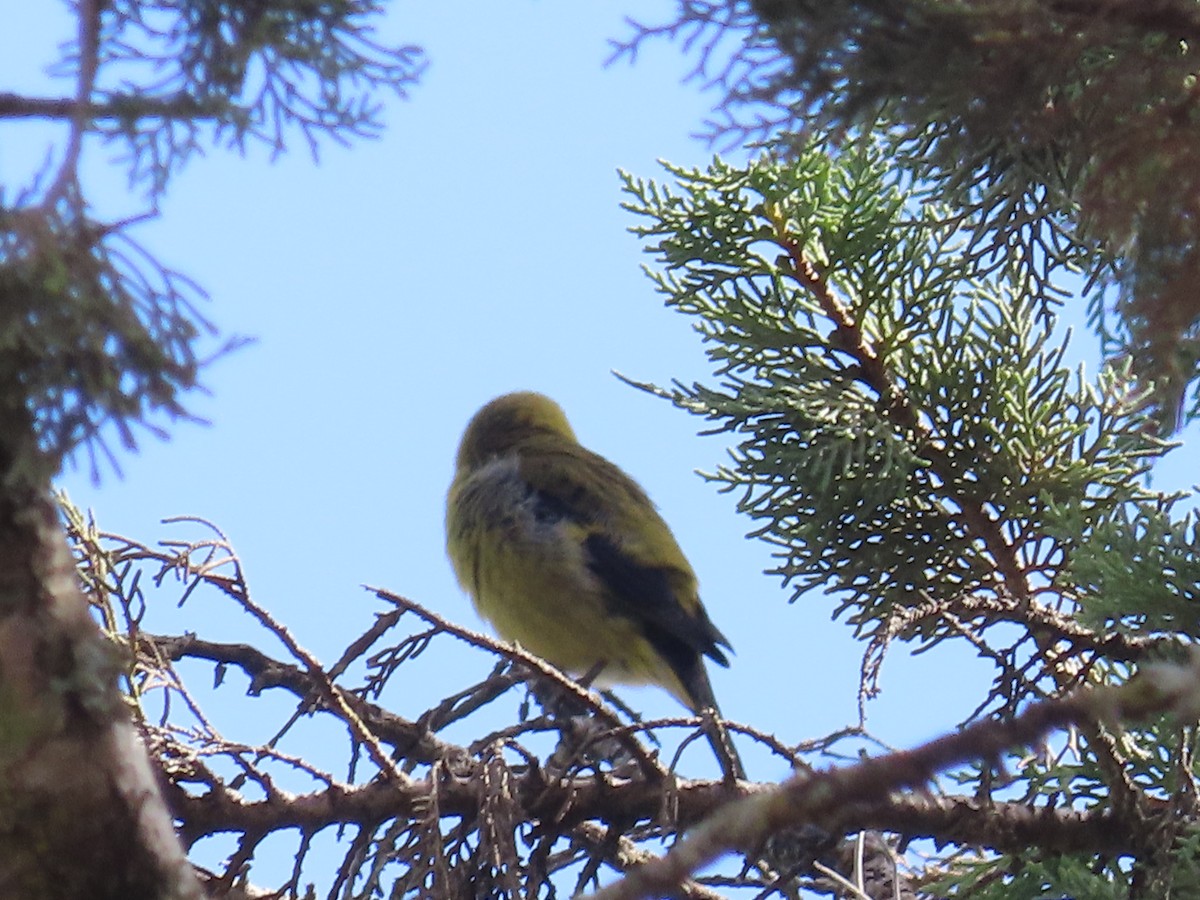 Black-headed Siskin - ML638254599