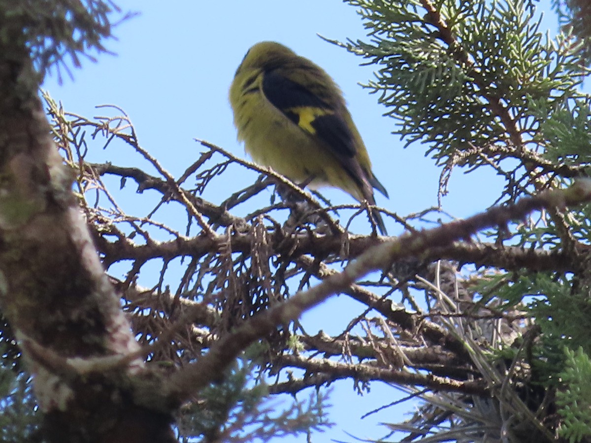 Black-headed Siskin - ML638254600
