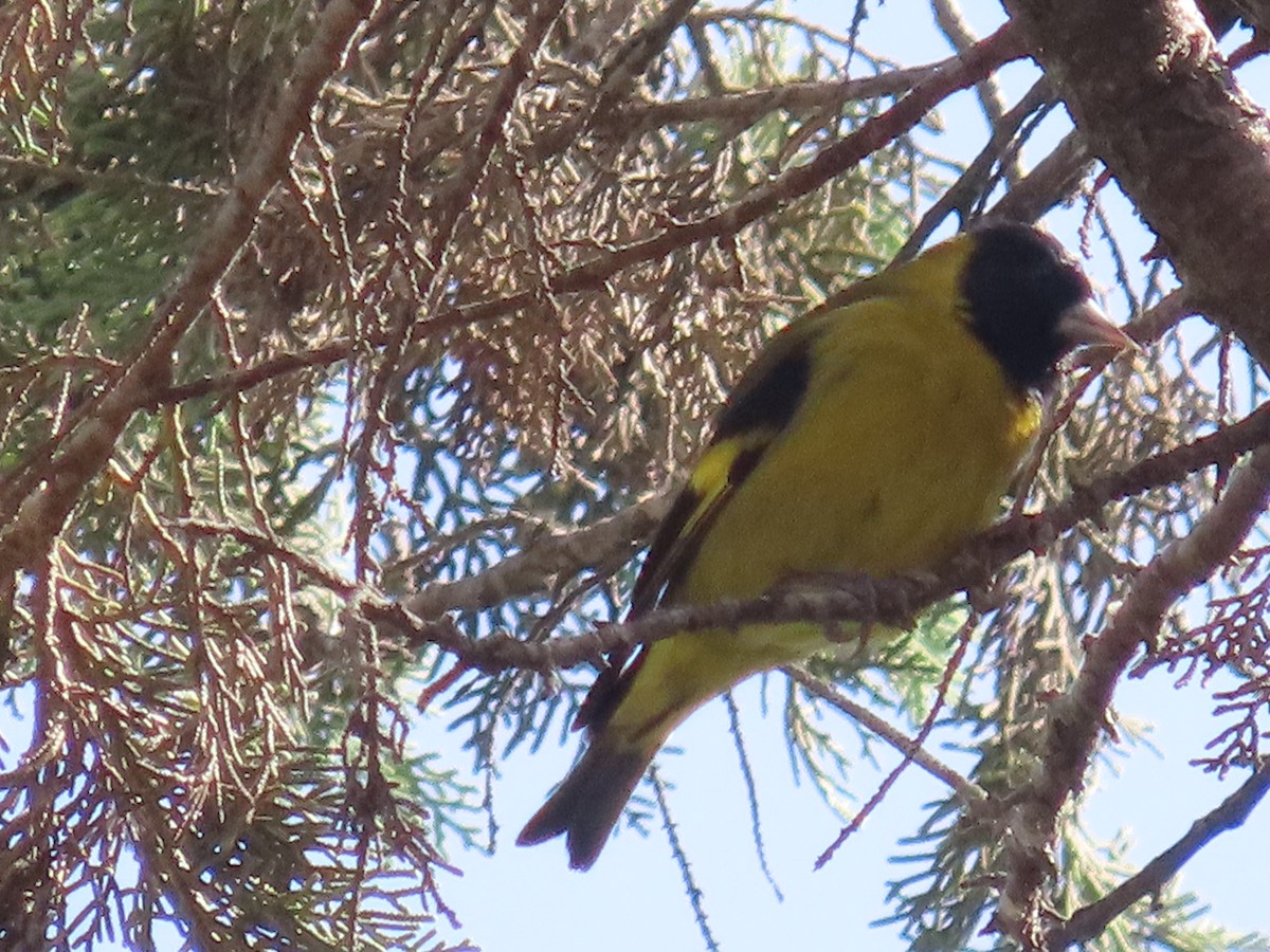 Black-headed Siskin - ML638254603