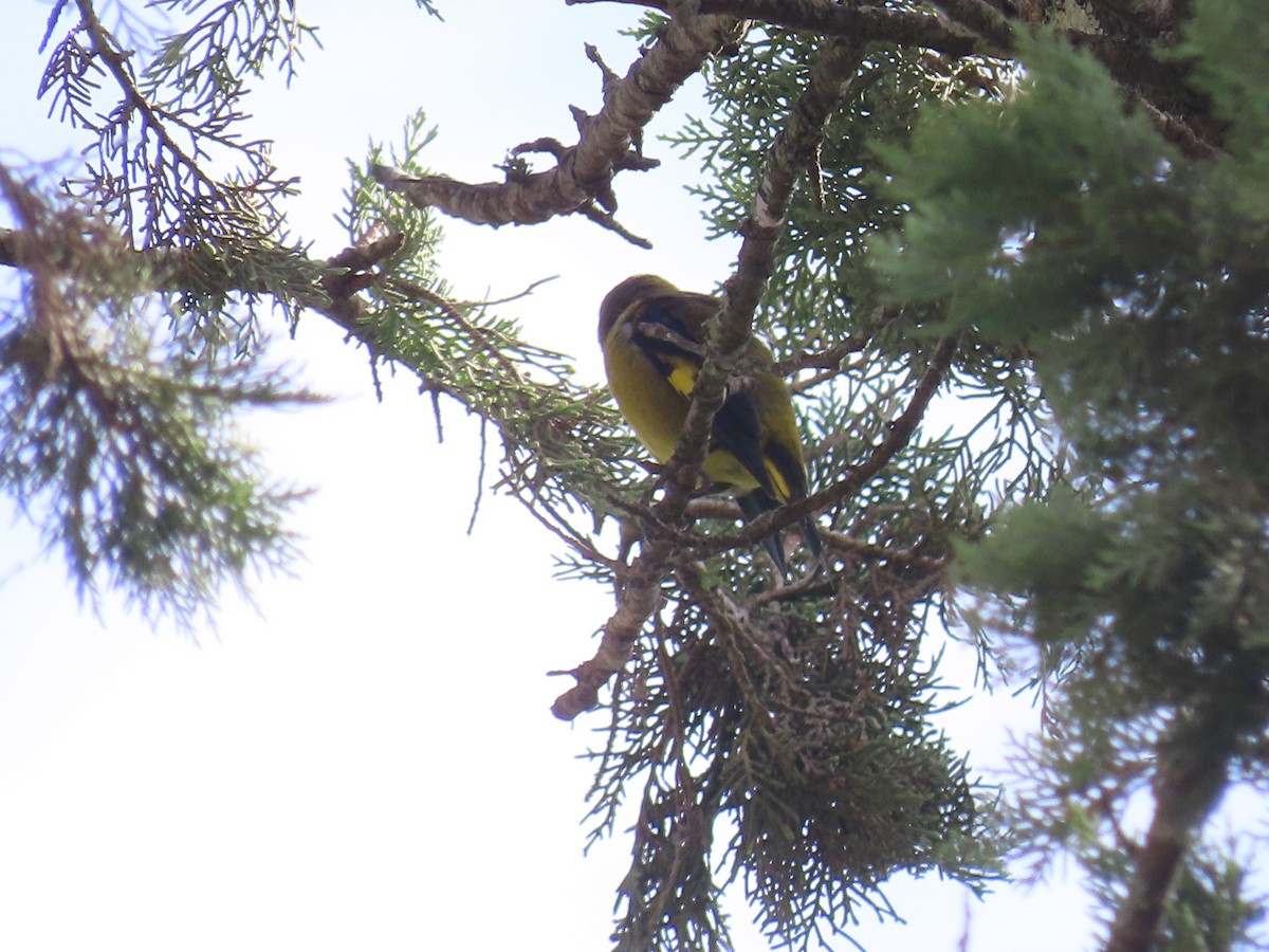 Black-headed Siskin - ML638254604