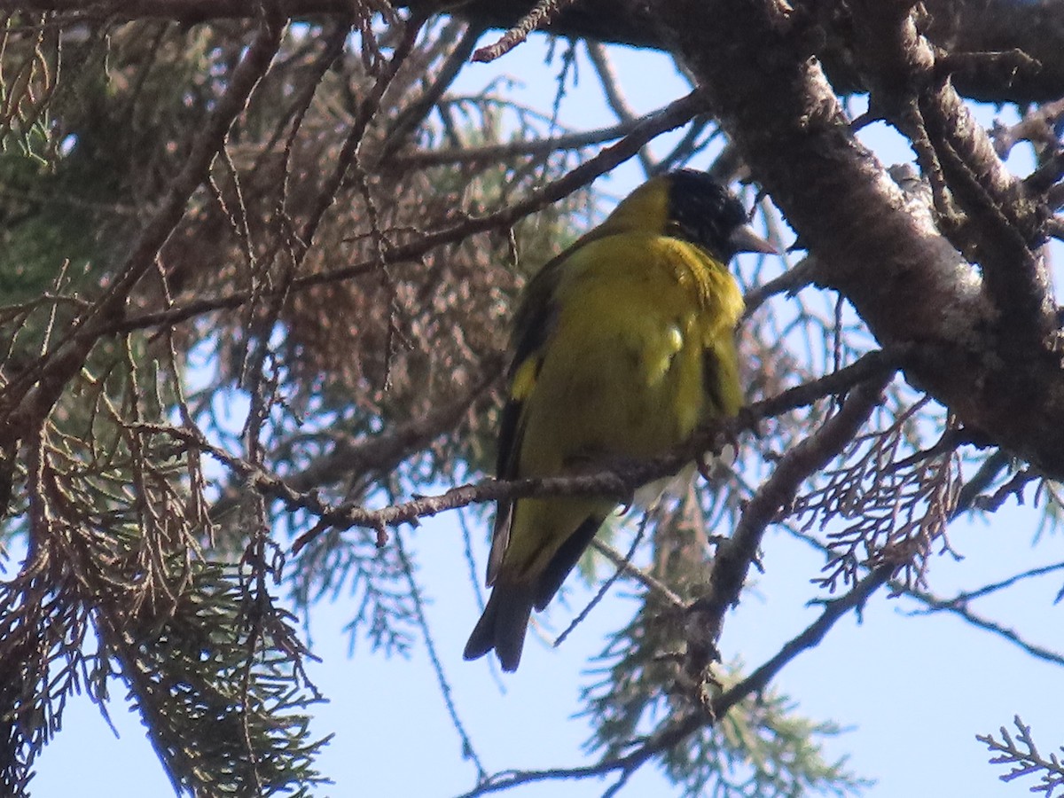 Black-headed Siskin - ML638254608